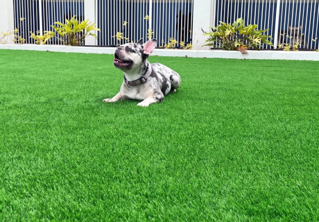 Pasto Pet Friendly Tijuana
